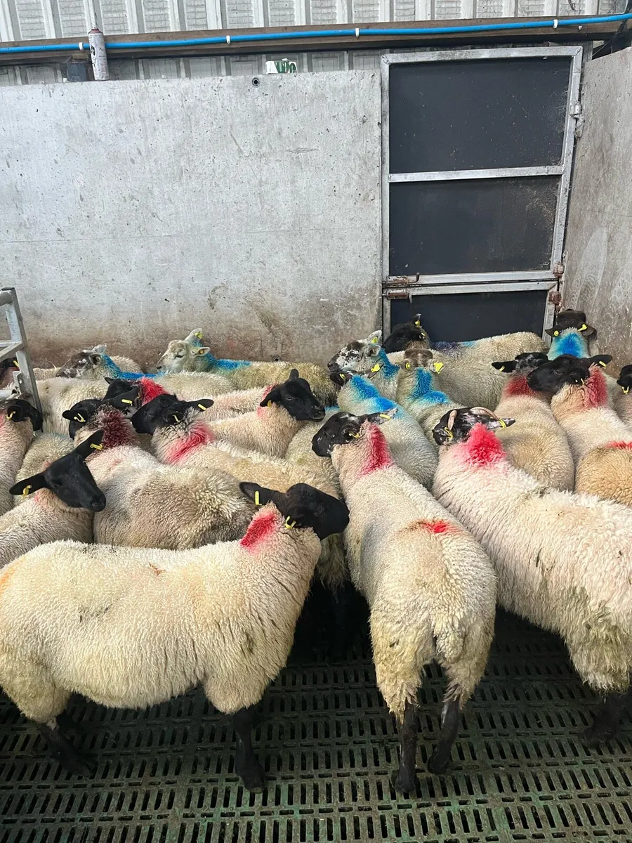 Ewe lambs - Image 4