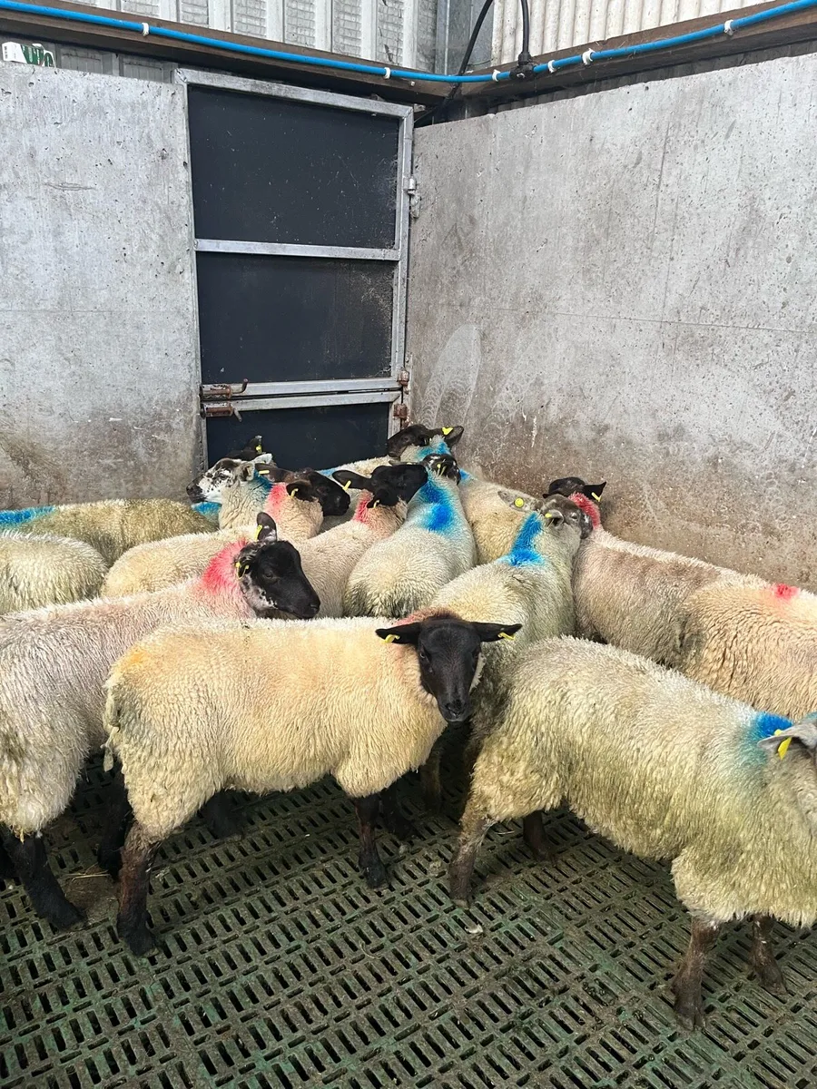 Ewe lambs - Image 2