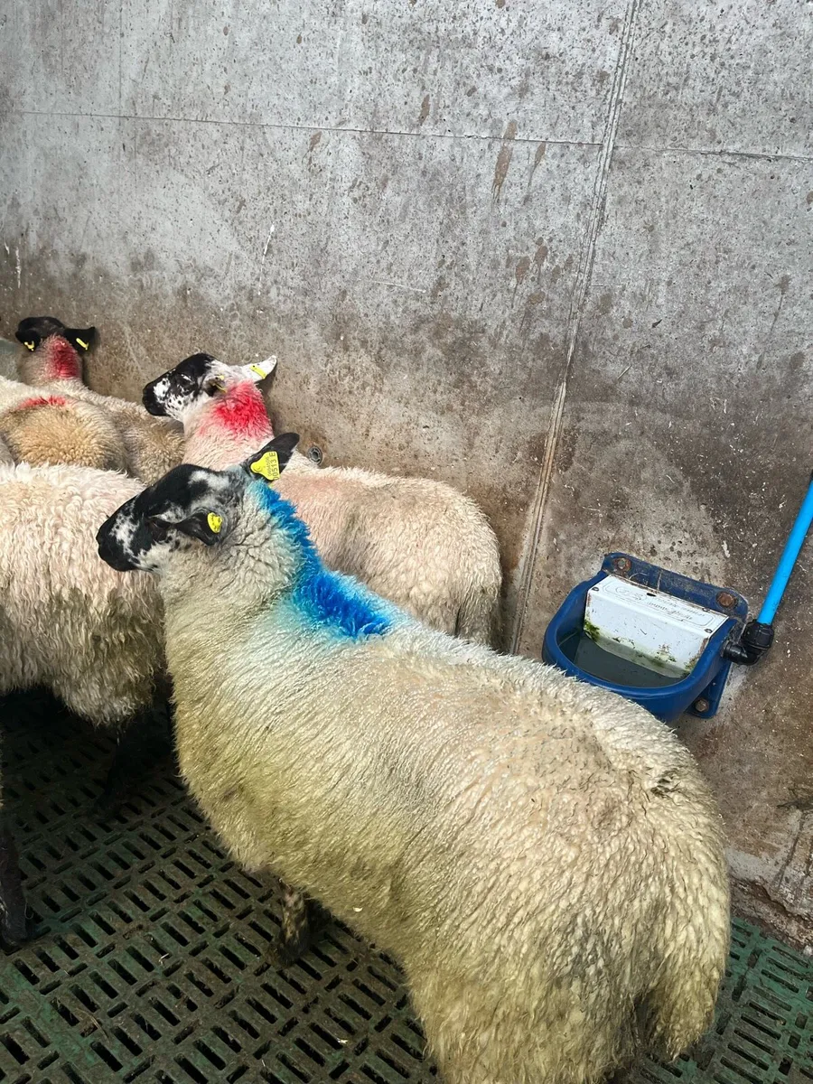 Ewe lambs - Image 3