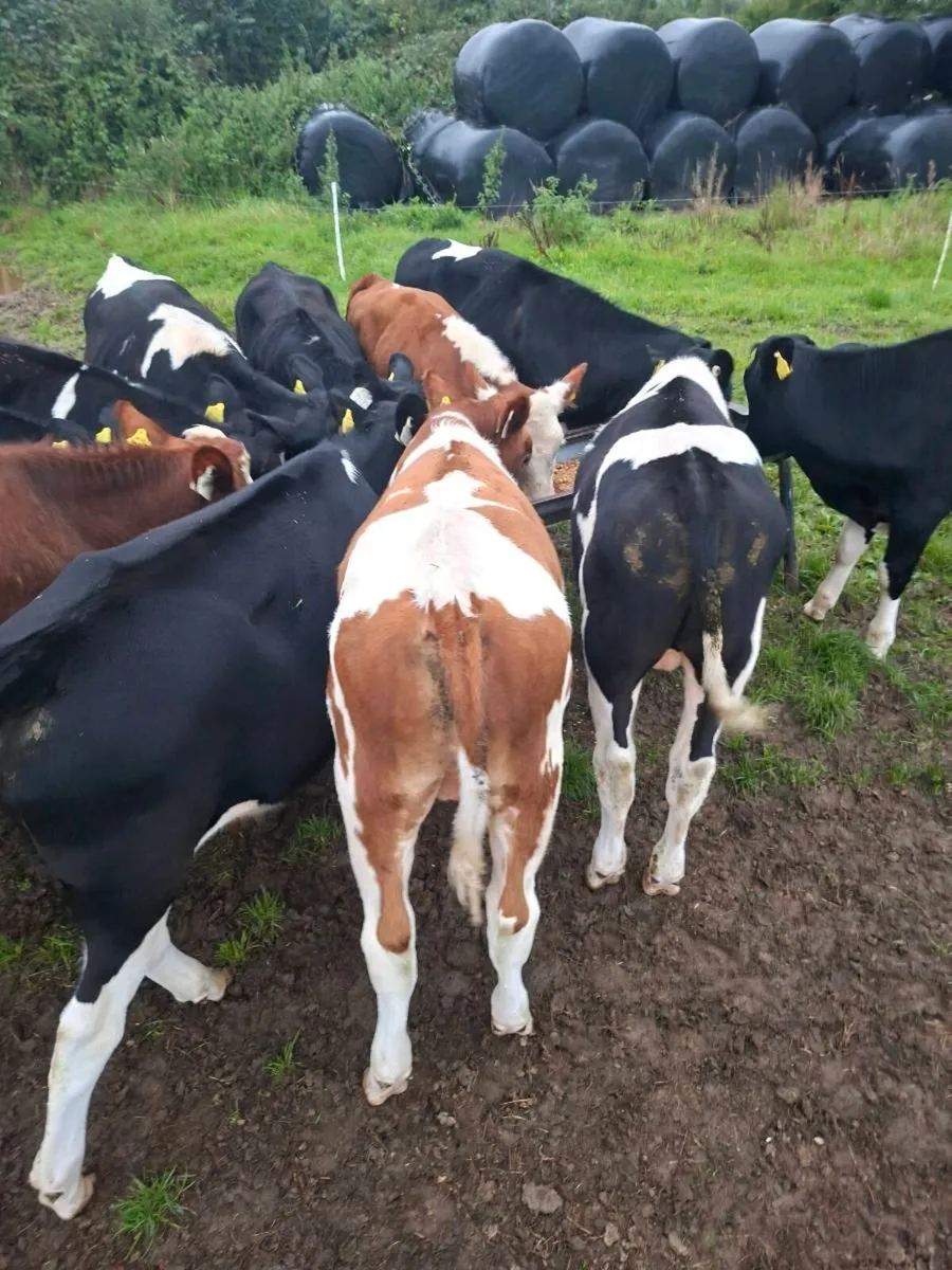 Friesian bulls - Image 3