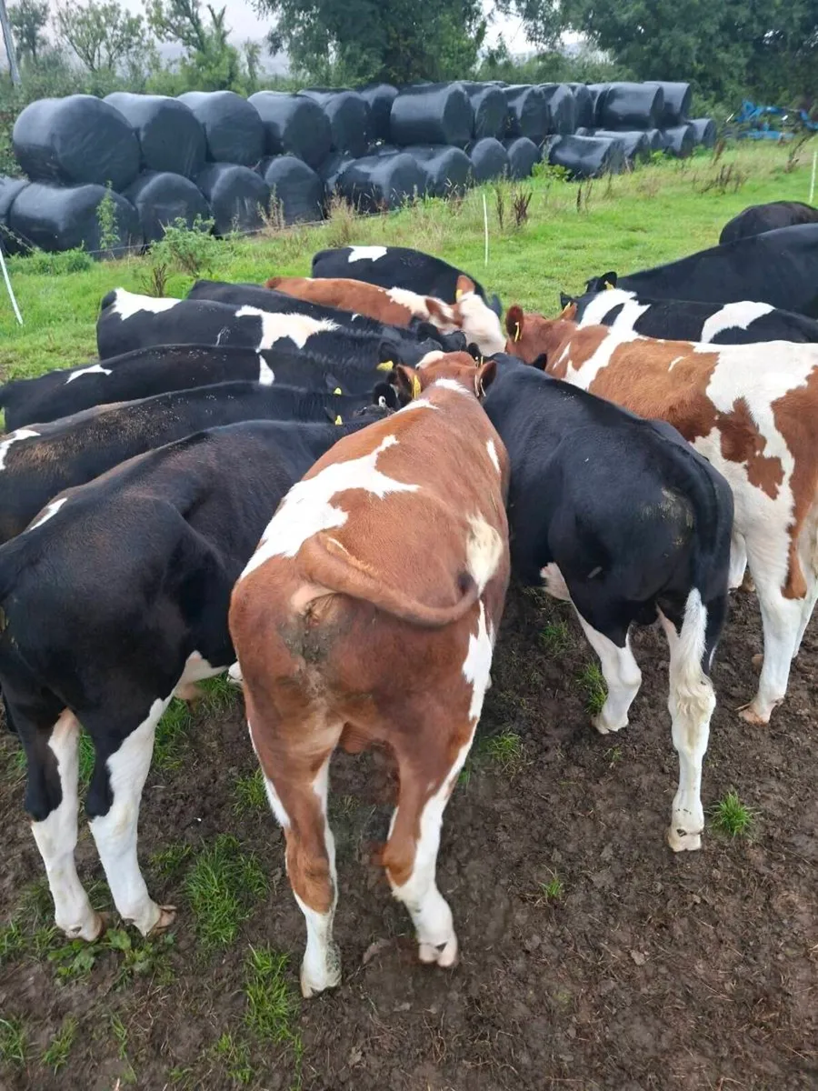 Friesian bulls - Image 4