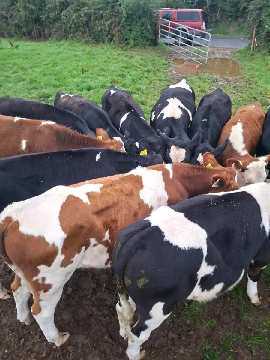 Friesian bulls - Image 1