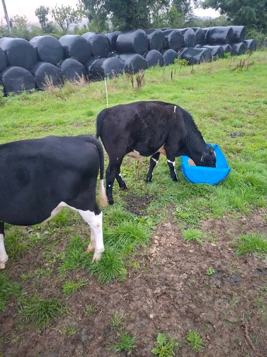 Friesian bulls - Image 2