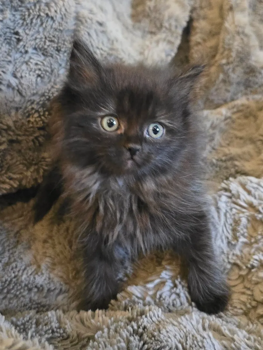 Siberian kitten purebred - Image 1