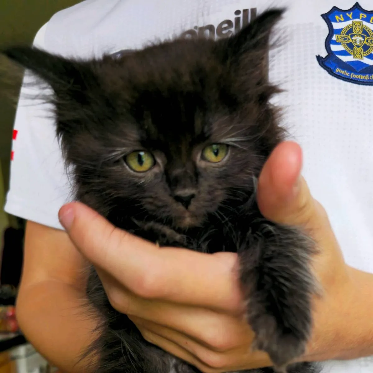 Siberian kitten purebred - Image 2