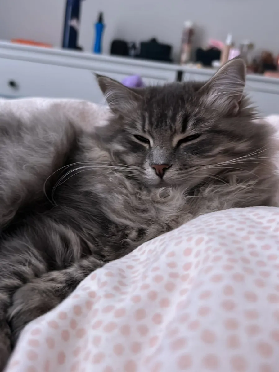 Siberian kitten purebred - Image 3