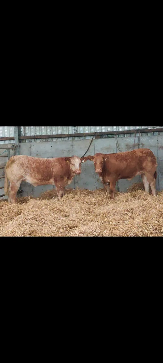 Roan Heifers for Headford Friday 11/9/26 - Image 1