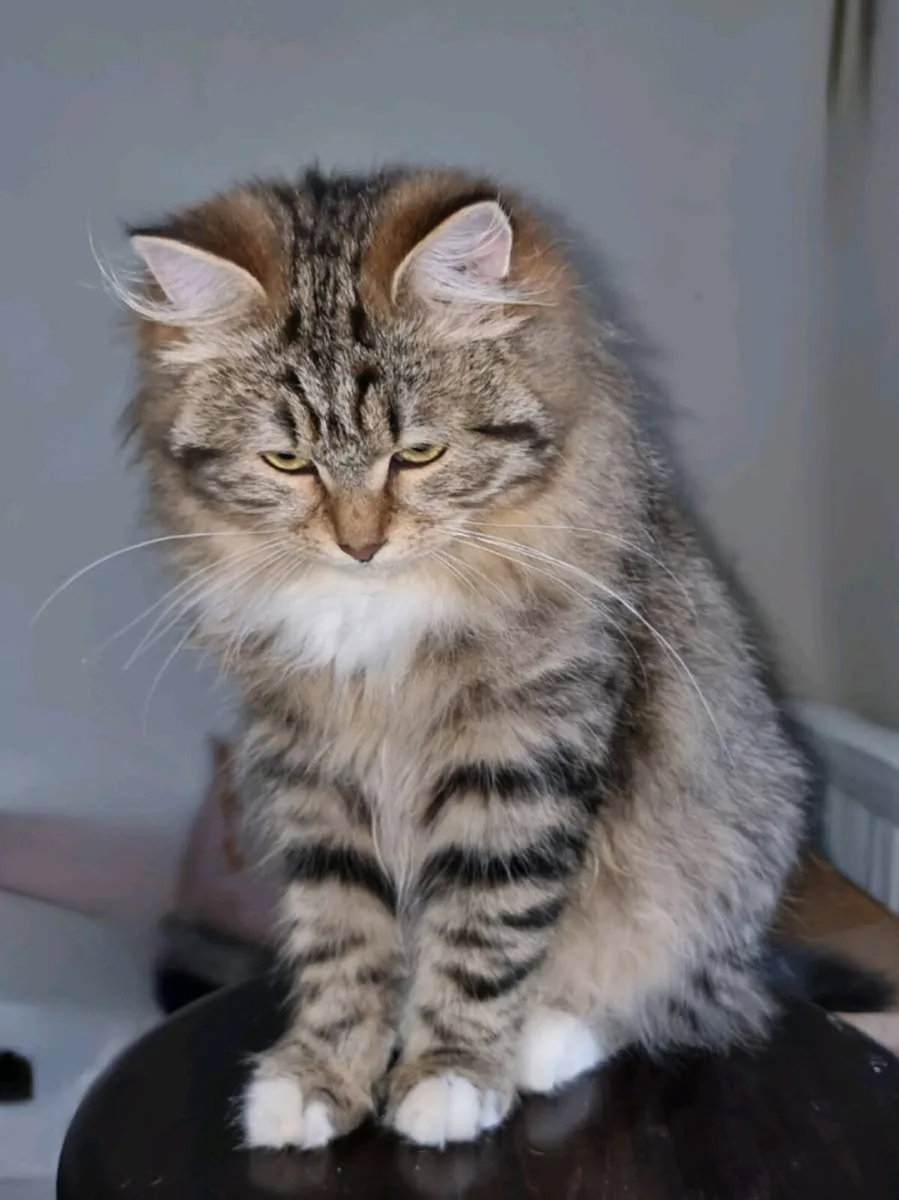 Siberian kitten purebred - Image 4