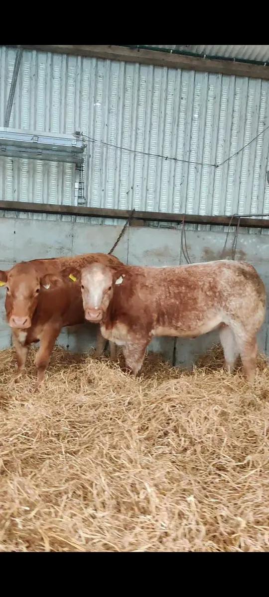 Roan Heifers for Headford Friday 11/9/26 - Image 2