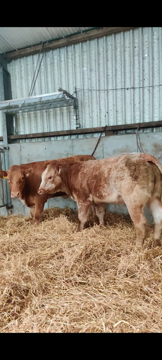 Roan Heifers for Headford Friday 11/9/26 - Image 3