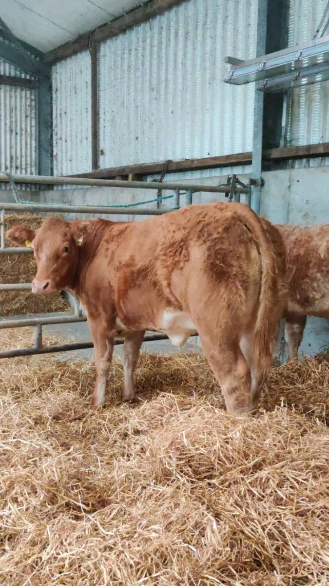 Roan Heifers for Headford Friday 11/9/26 - Image 4