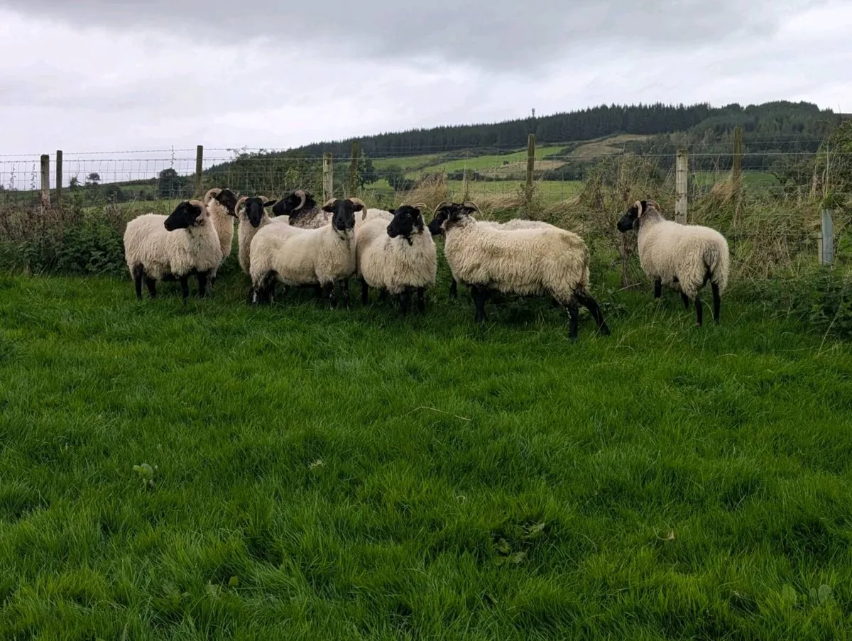 Mayo Horned Hoggets - Image 1