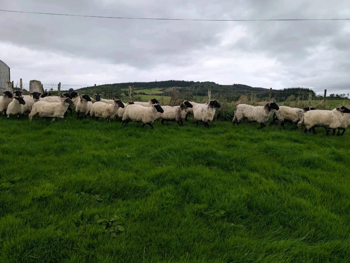 Mayo Horned Hoggets - Image 2