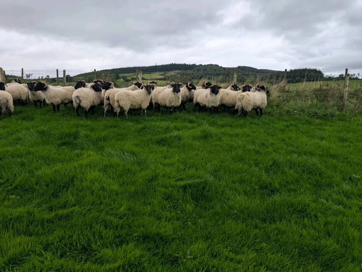 Mayo Horned Hoggets - Image 3