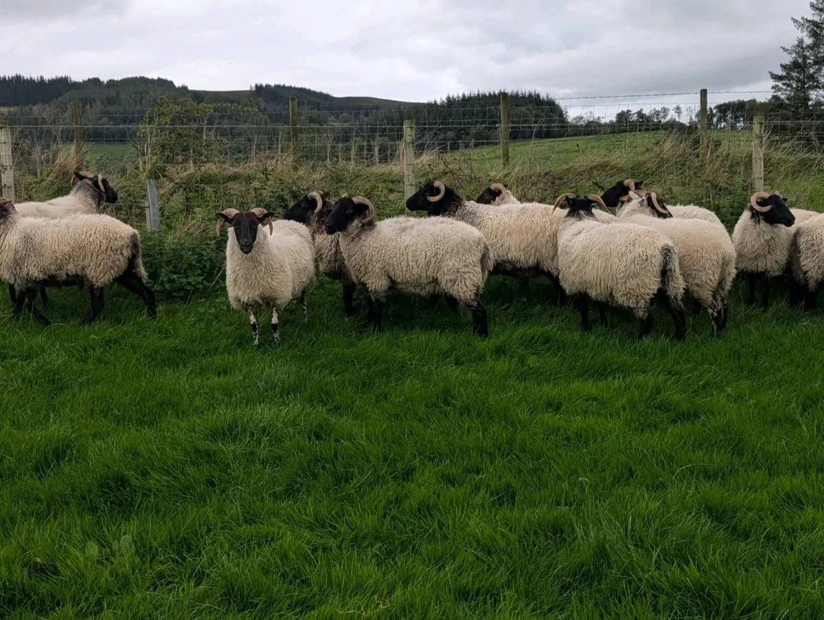 Mayo Horned Hoggets - Image 4