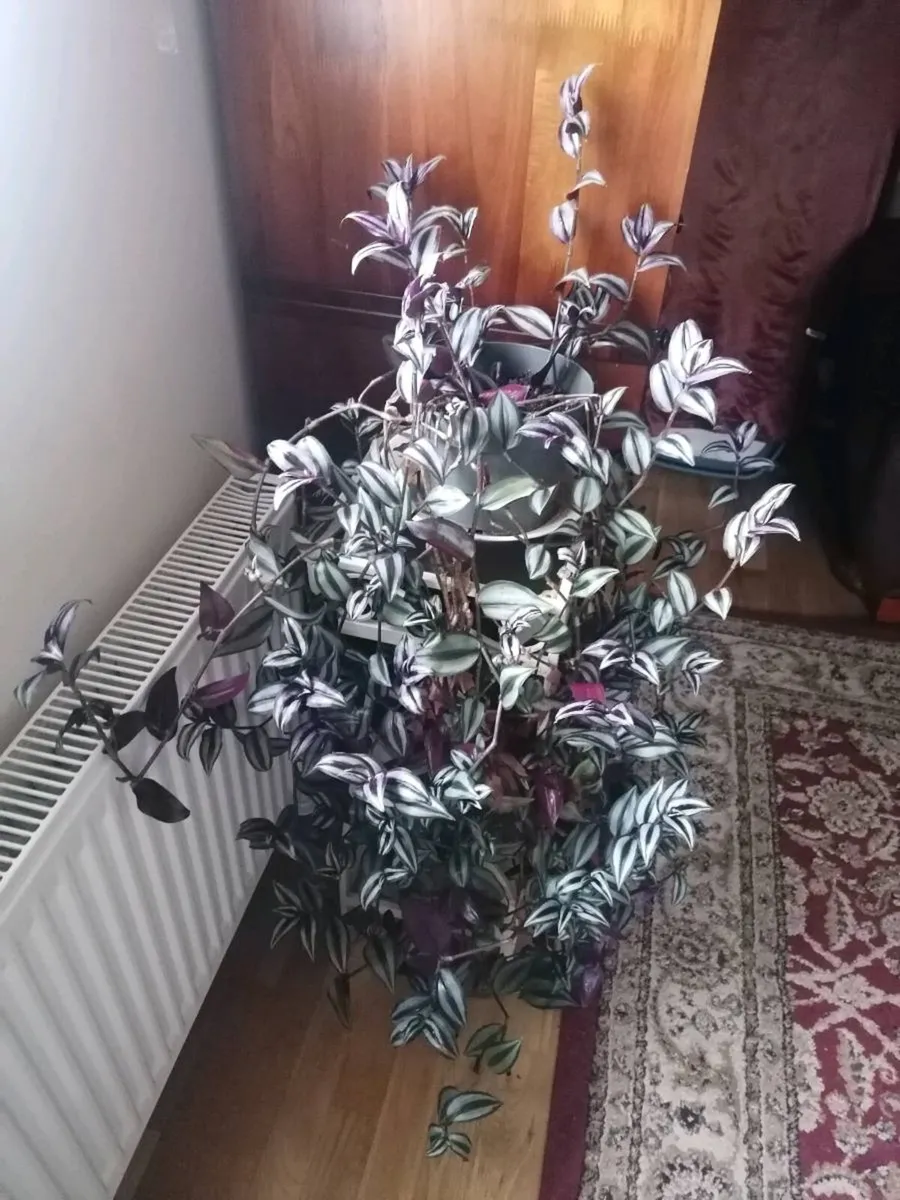 Plant - Image 1
