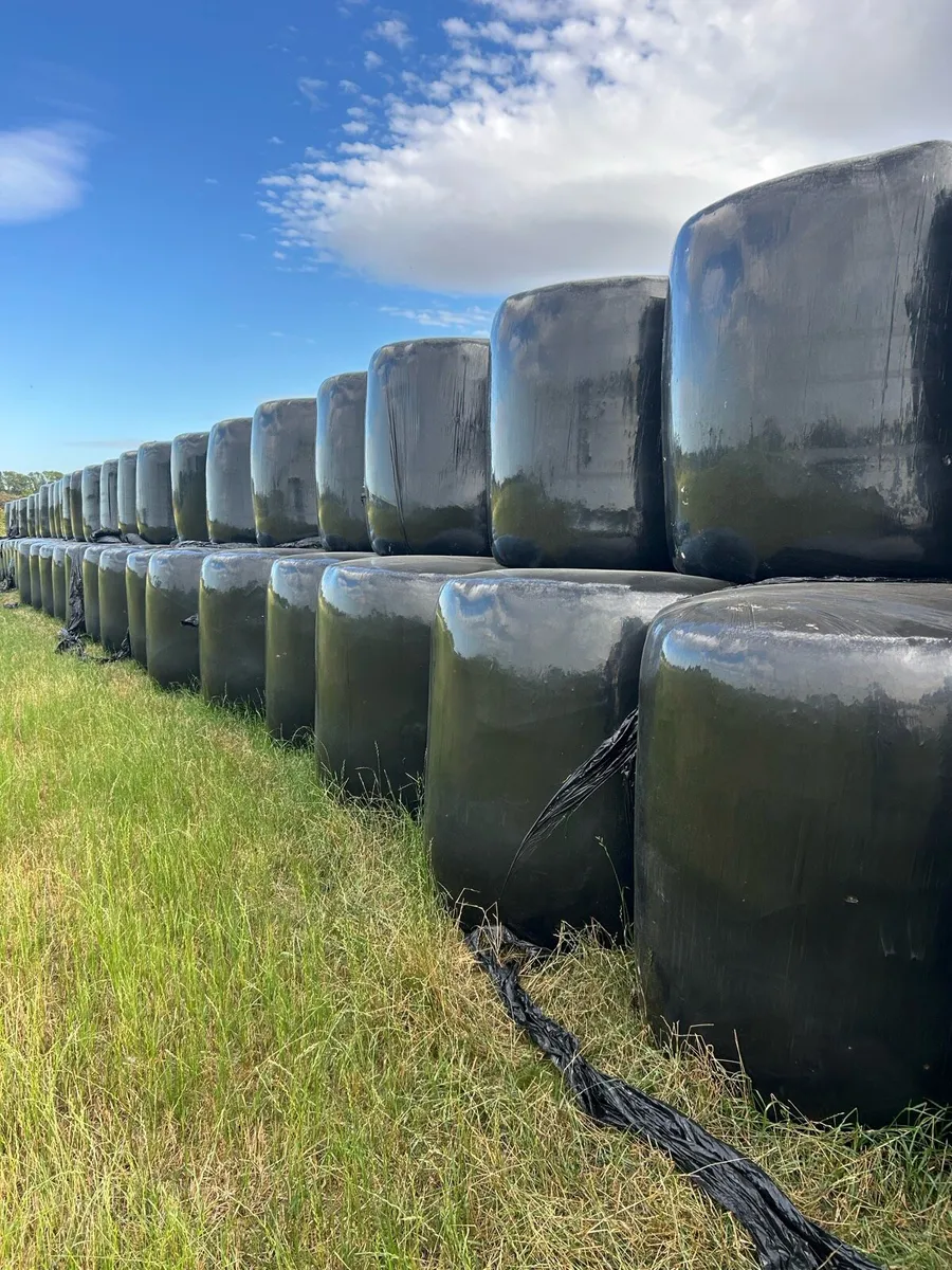Silage bales - Image 1