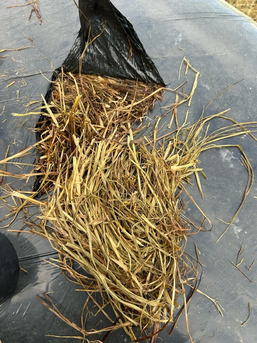 Silage bales - Image 2