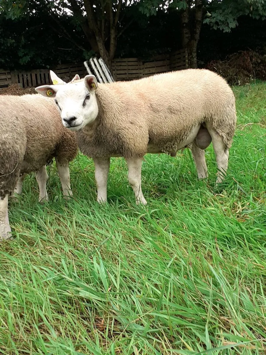 Texel ram Lambs (5) - Image 1