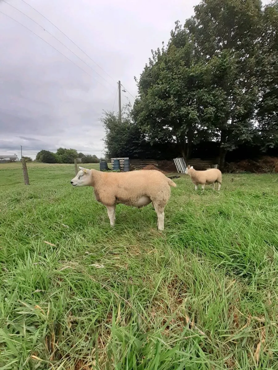 Texel ram Lambs (5) - Image 2