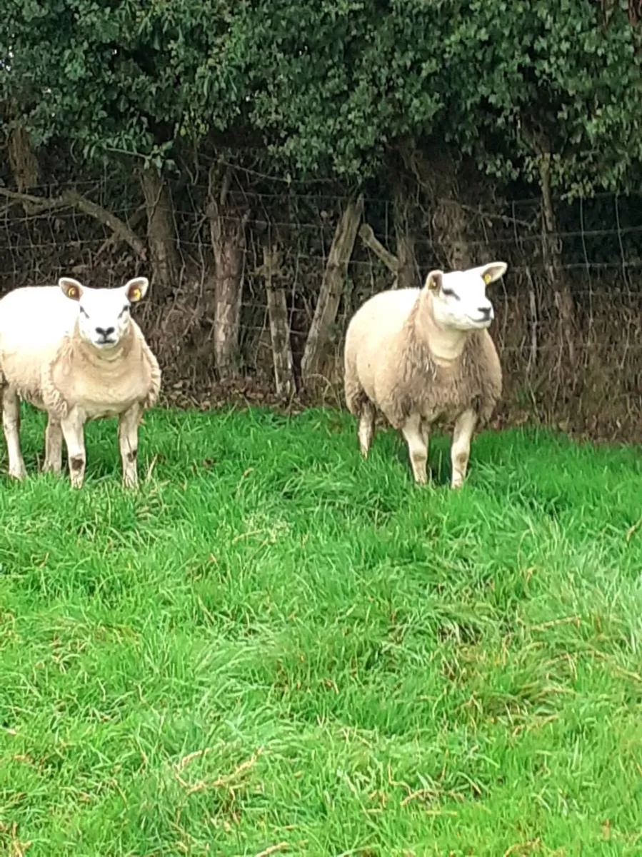 Texel ram Lambs (5) - Image 4