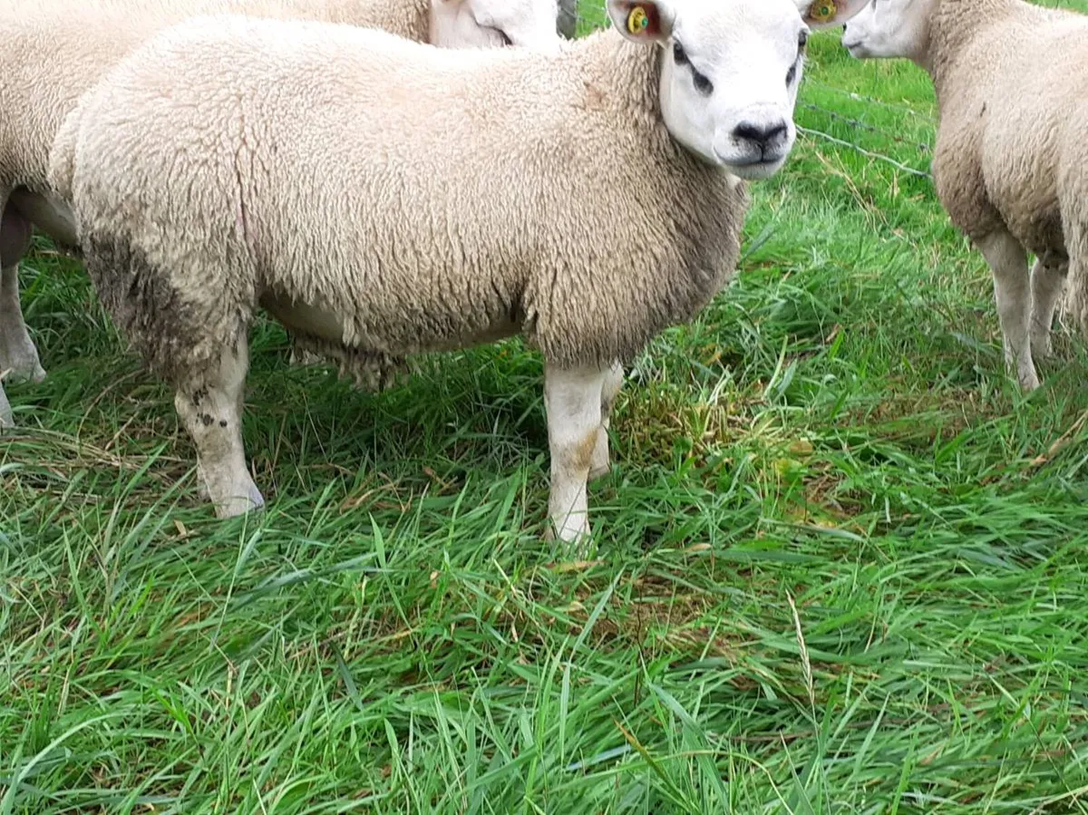 Texel ram Lambs (5) - Image 3