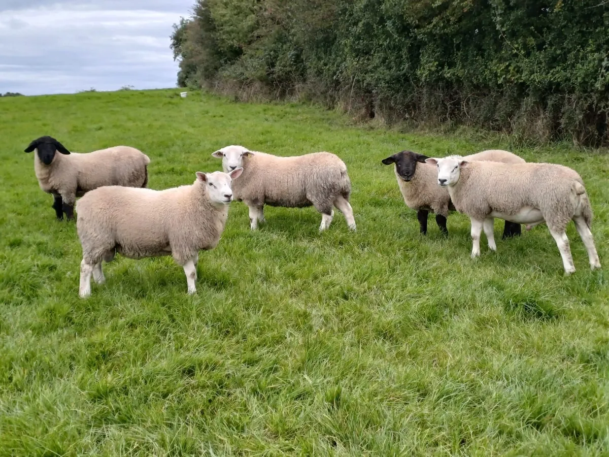 Sheep - Image 3
