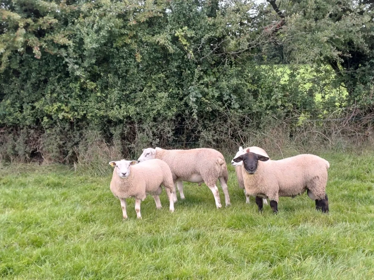 Sheep - Image 4