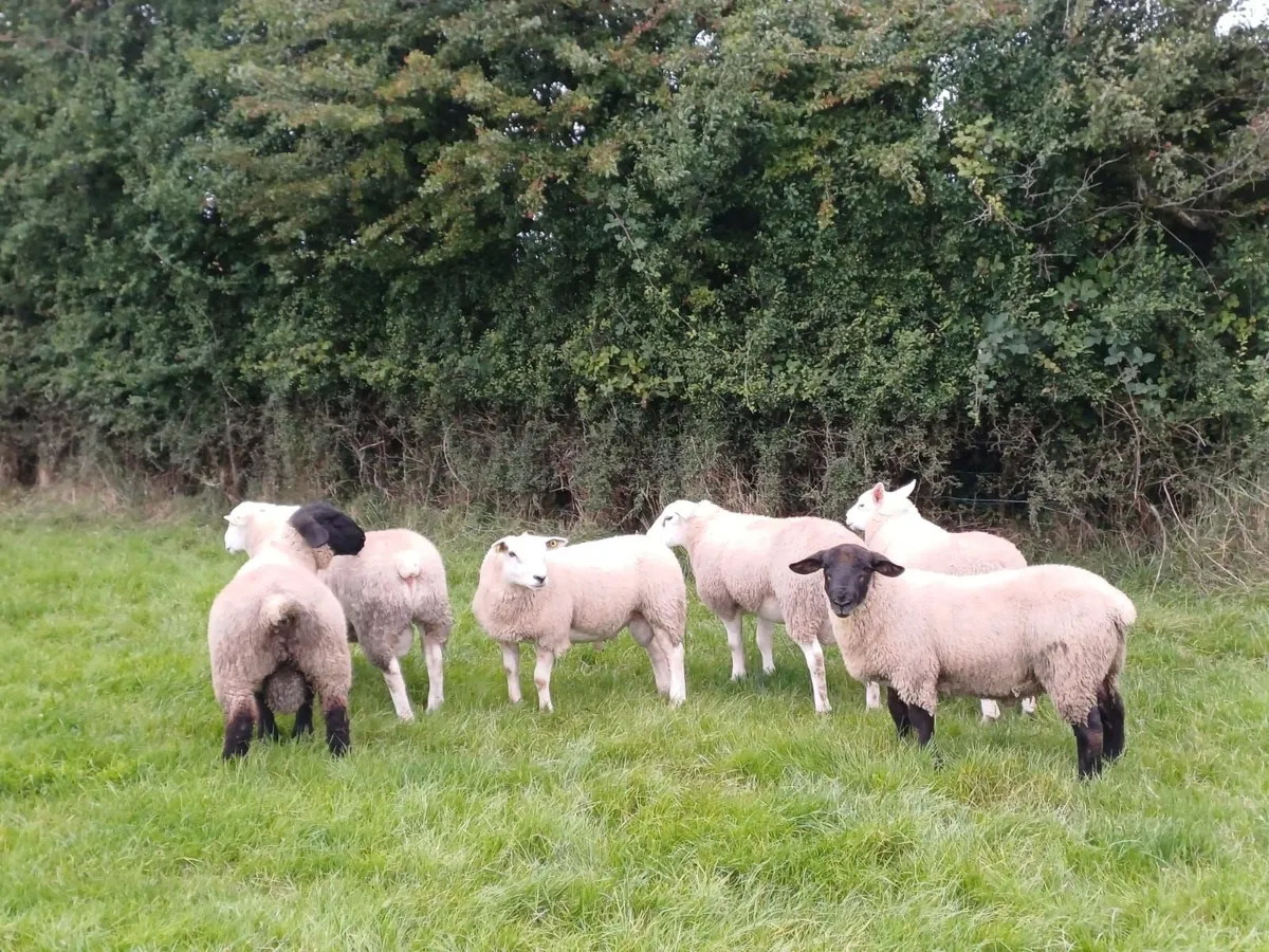 Sheep - Image 1