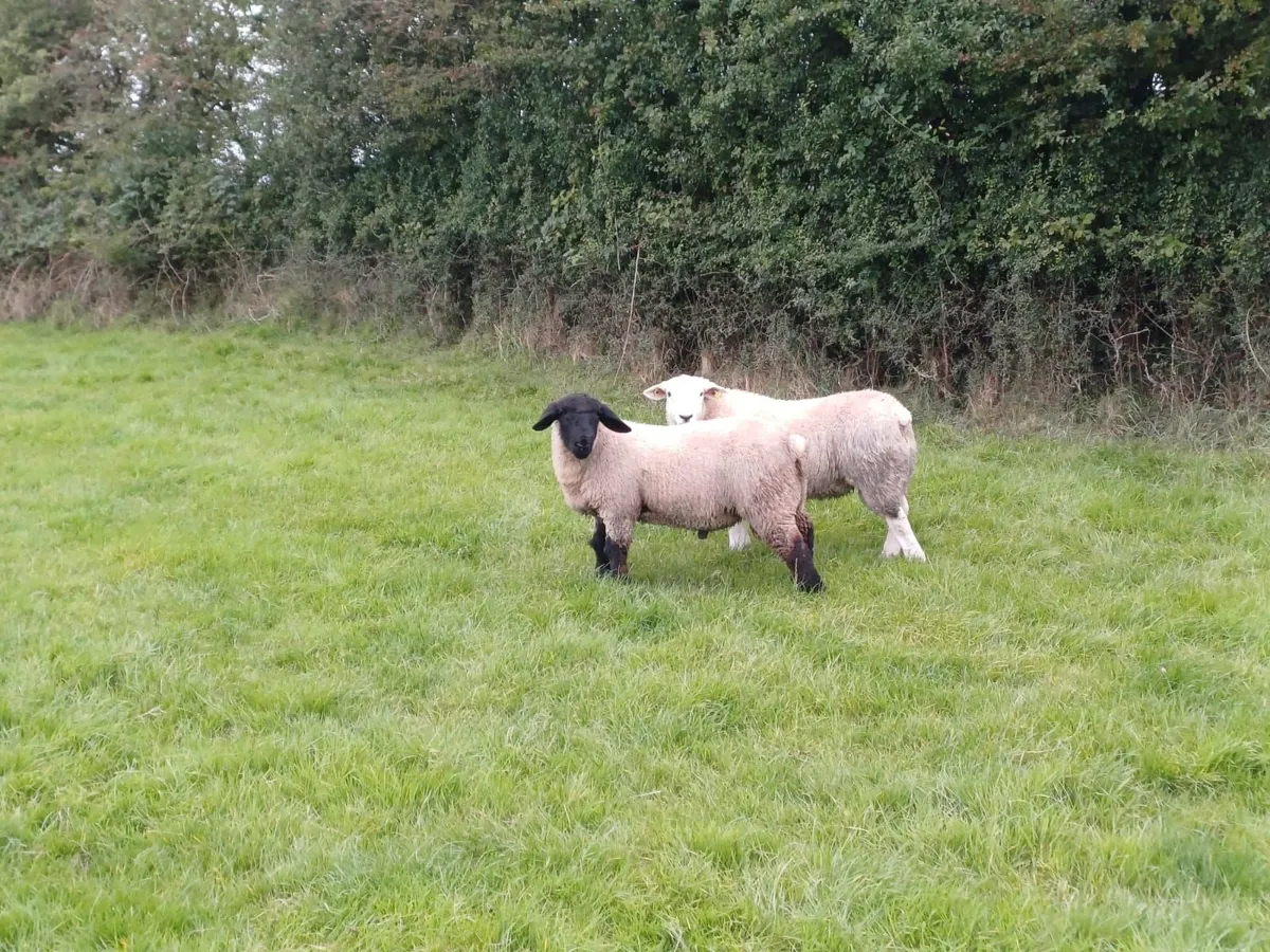 Sheep - Image 2