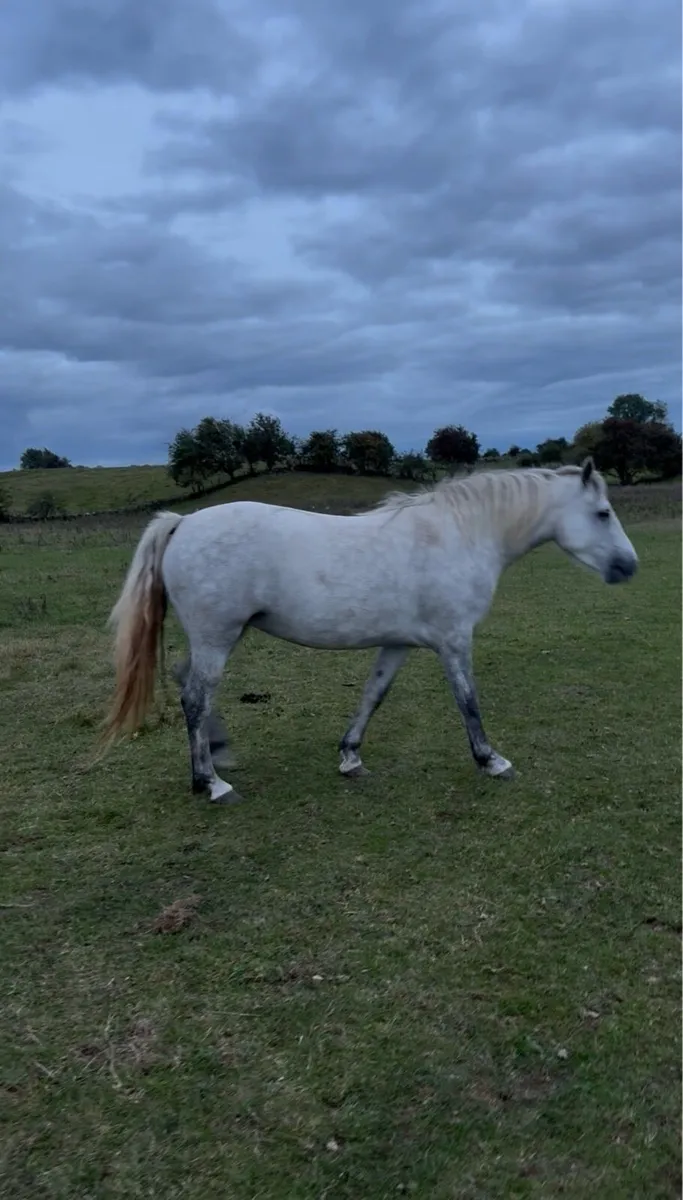 Class 1 Connemara Pony - Image 3