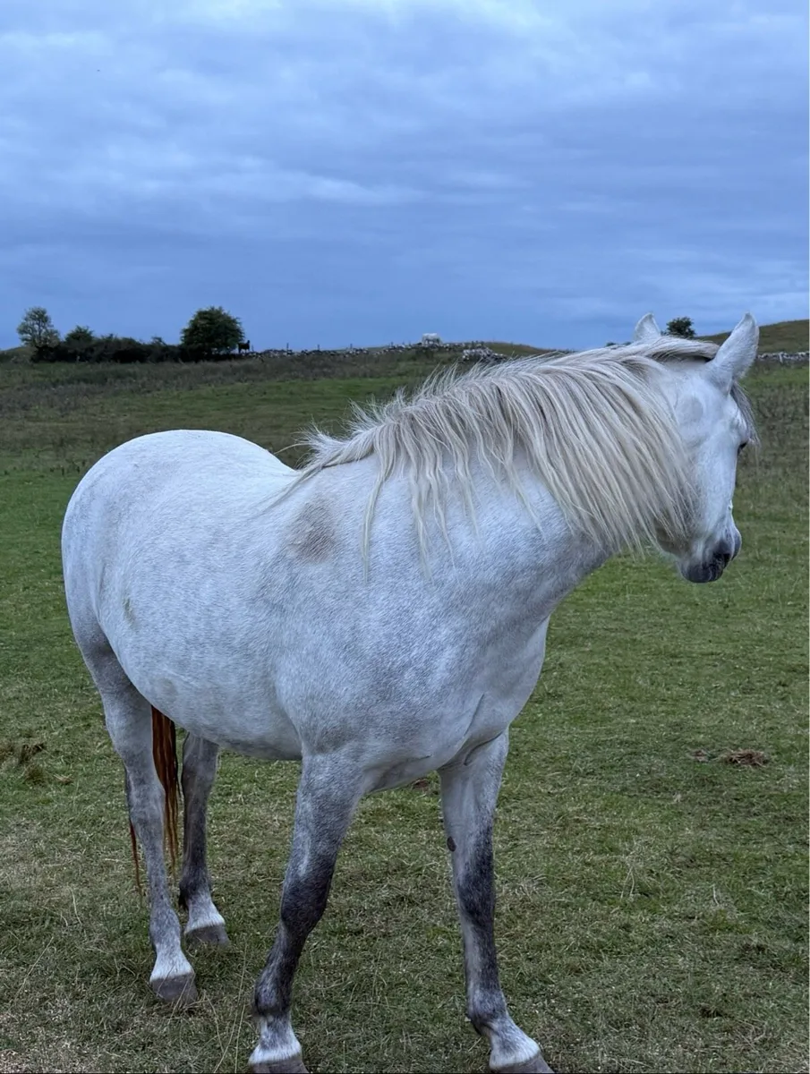 Class 1 Connemara Pony - Image 4