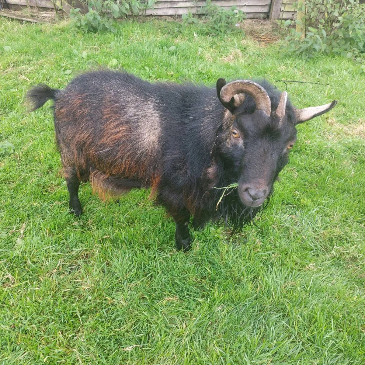 Male pygmy goat - Image 3