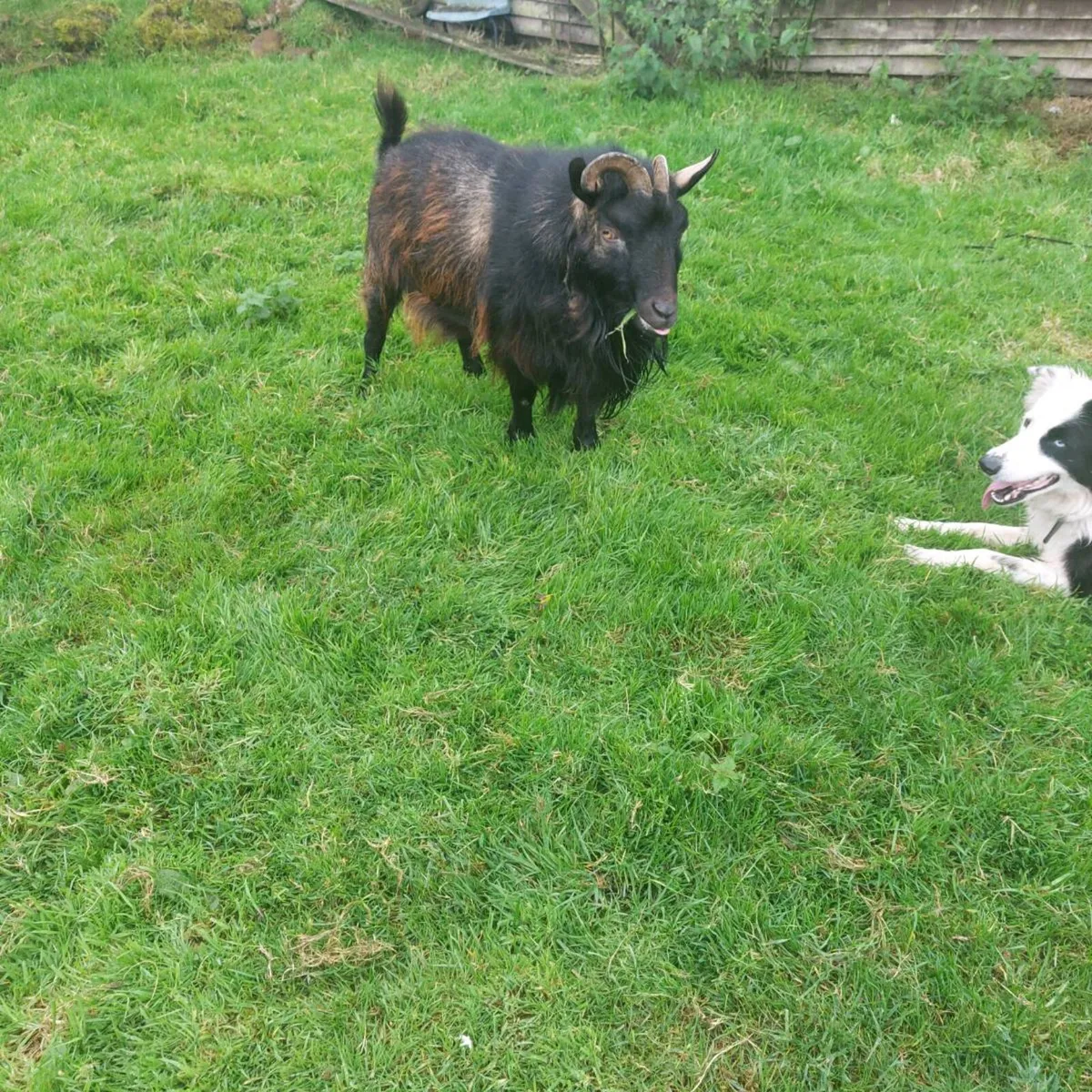 Male pygmy goat - Image 4