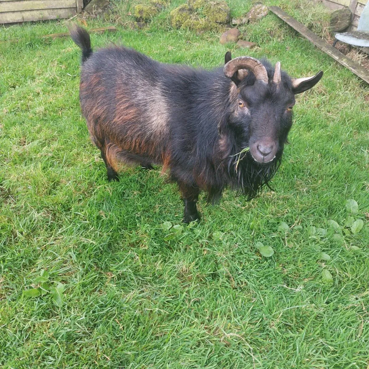 Male pygmy goat - Image 1