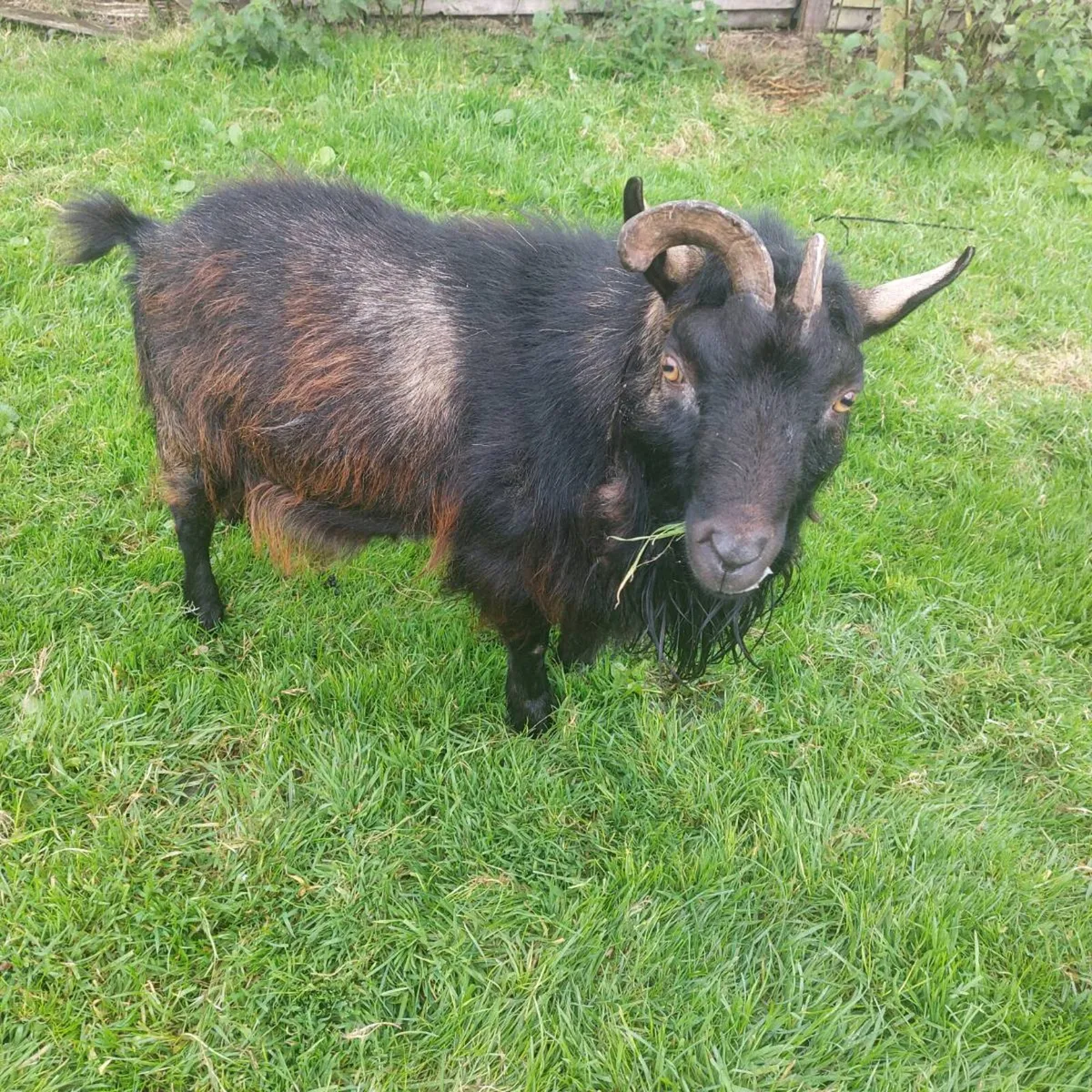 Male pygmy goat - Image 2
