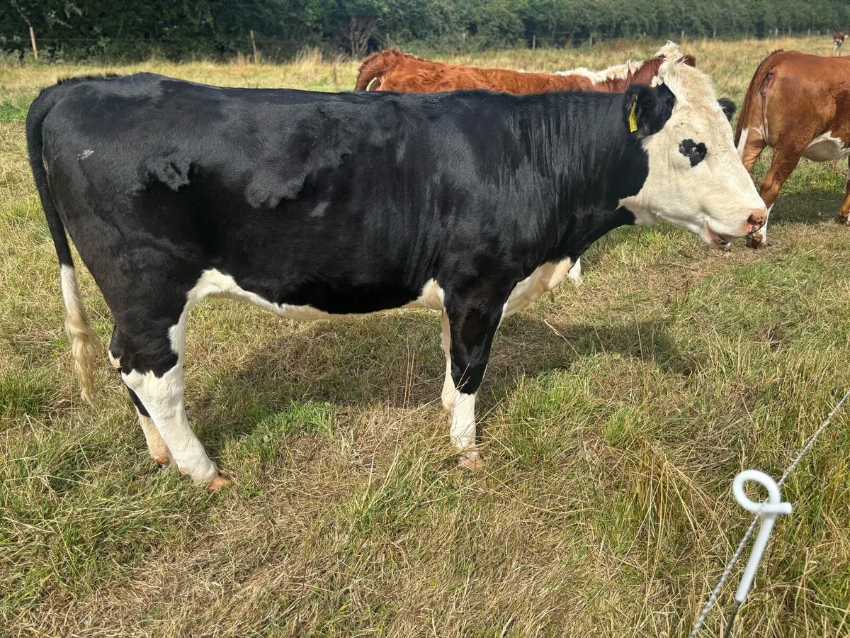 Heifers - Image 2