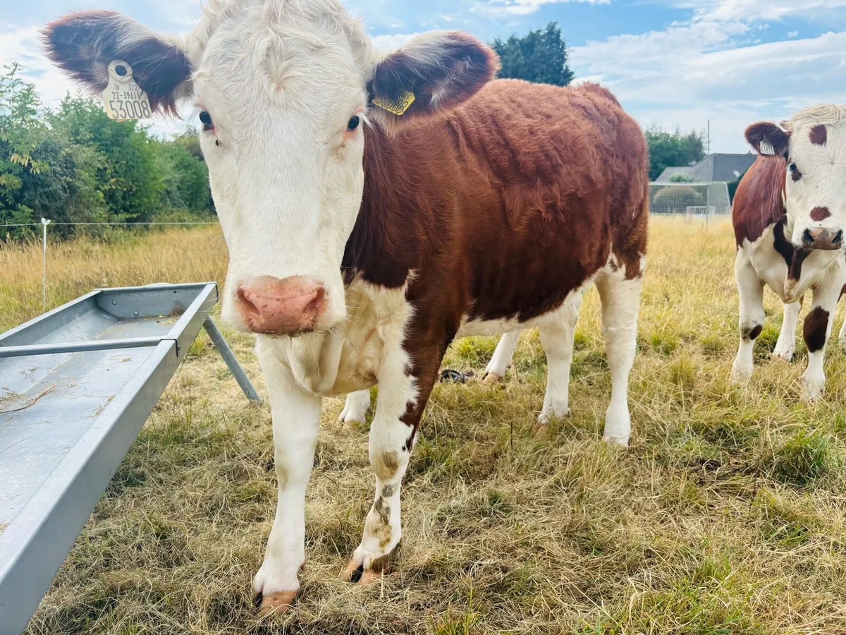 Heifers - Image 3