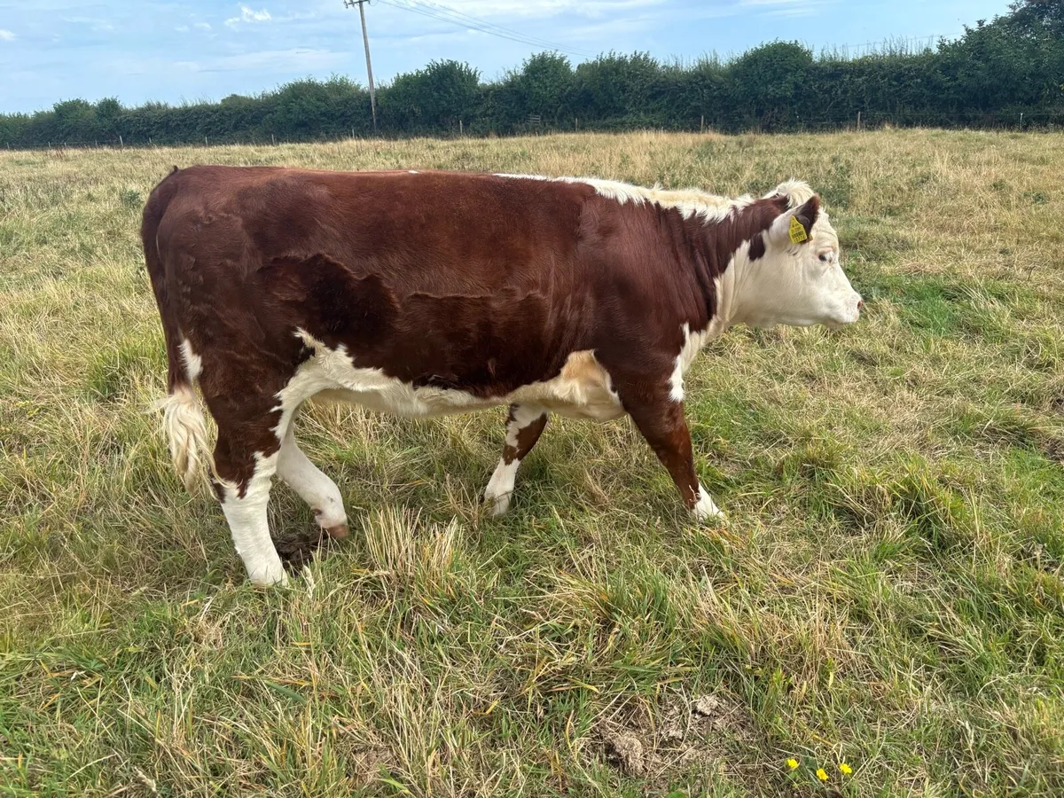 Heifers - Image 4