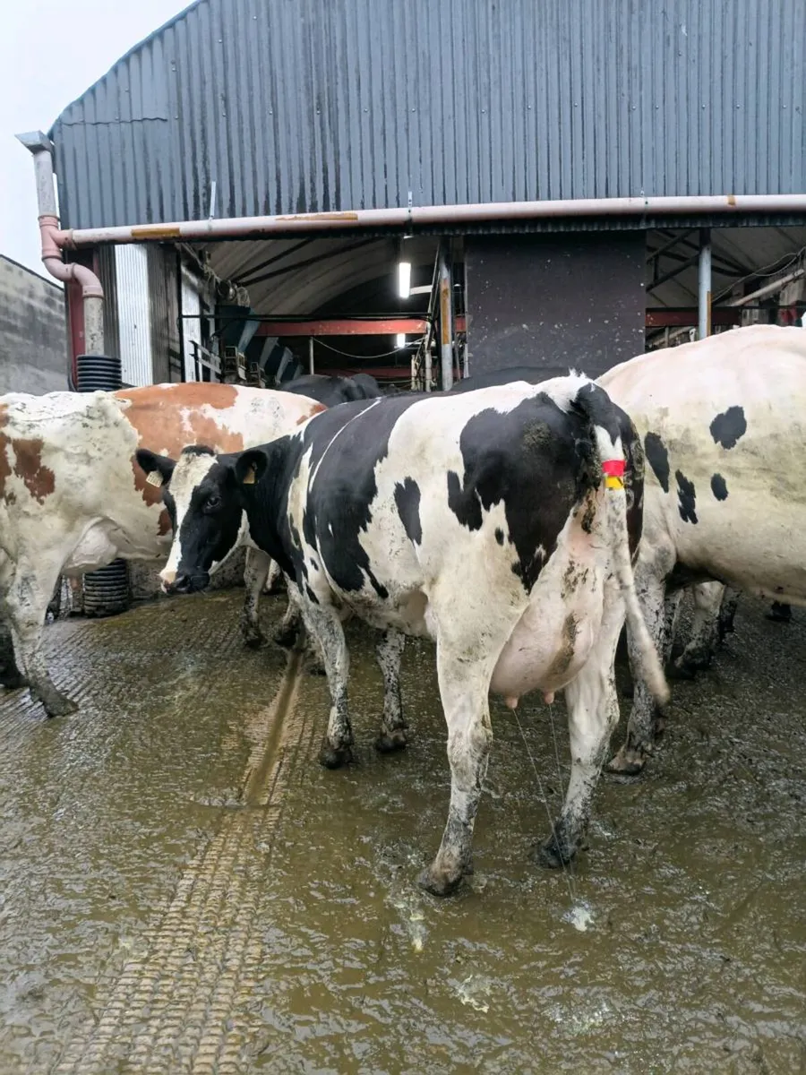 GORTALEA MART DAIRY SALE - Image 2
