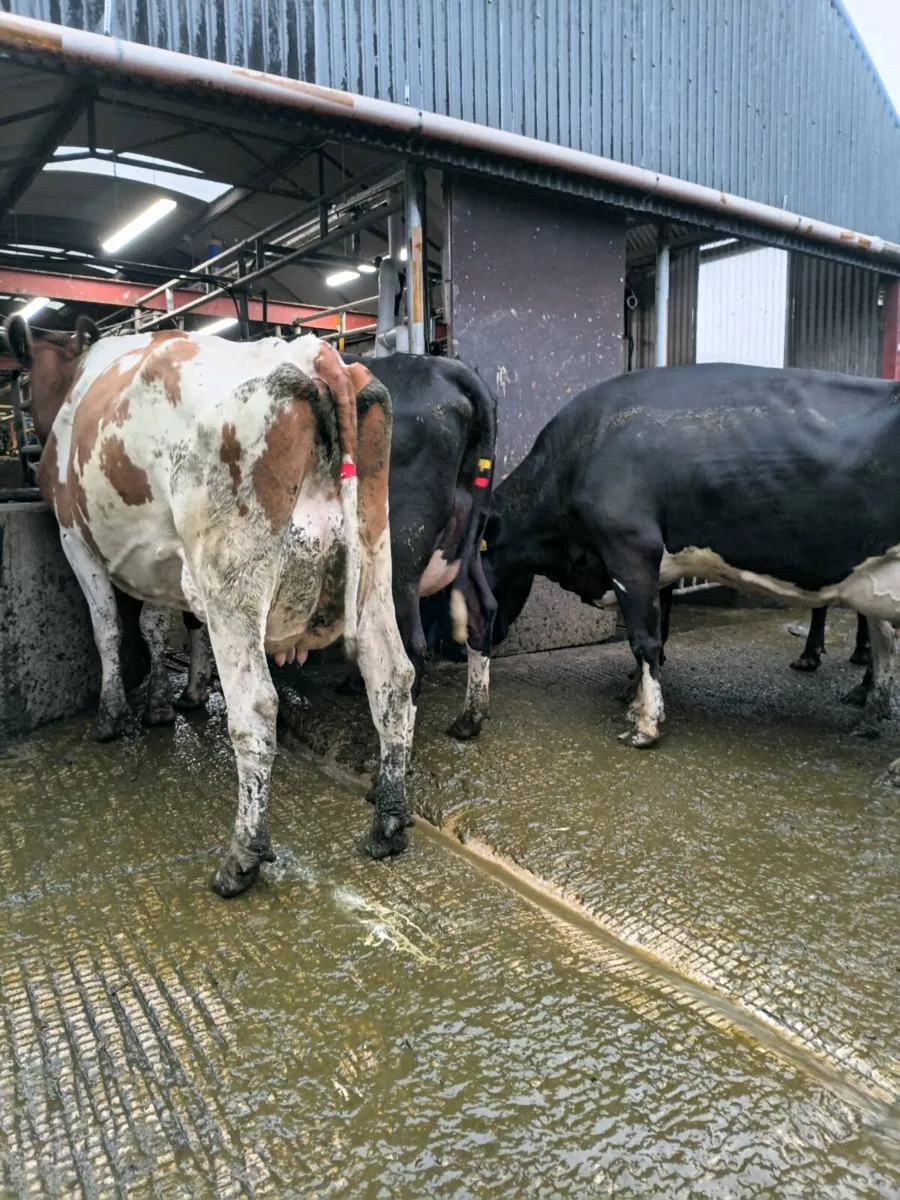 GORTALEA MART DAIRY SALE - Image 3
