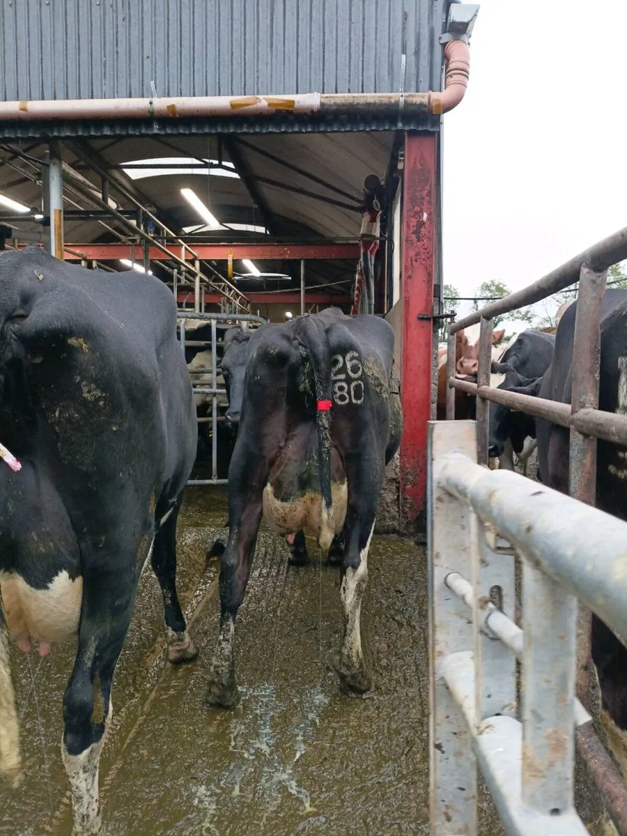 GORTALEA MART DAIRY SALE - Image 4