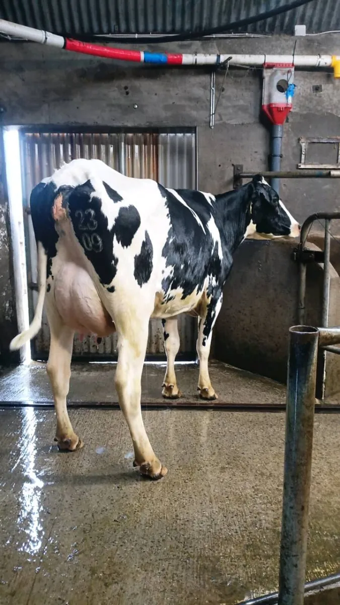 GORTALEA MART DAIRY SALE - Image 1
