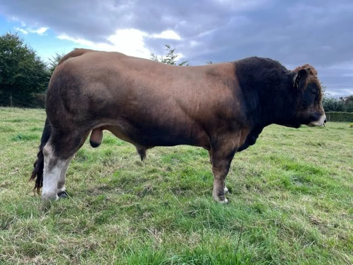 Pedigree Aubrac bull - Image 1