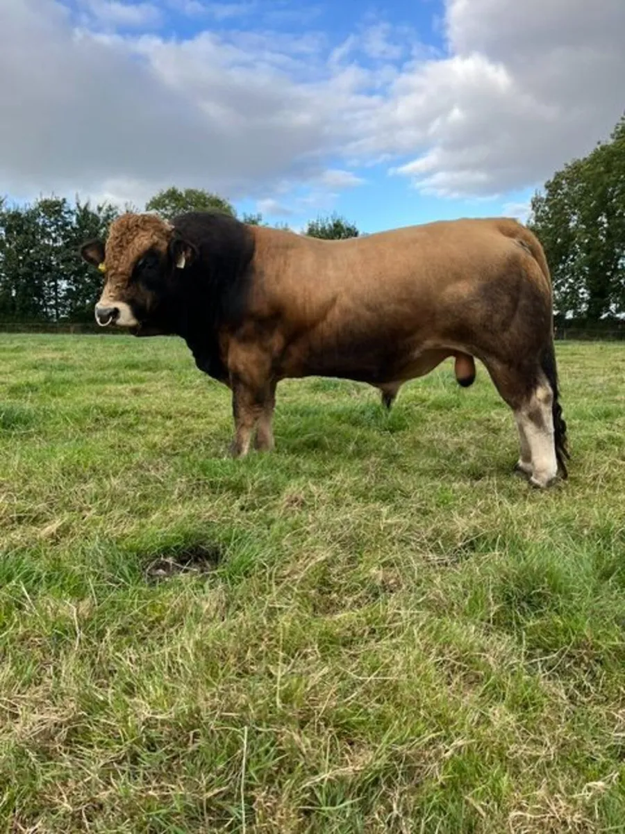 Pedigree Aubrac bull - Image 2