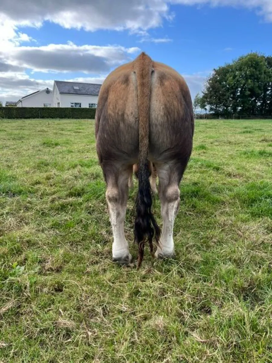 Pedigree Aubrac bull - Image 3