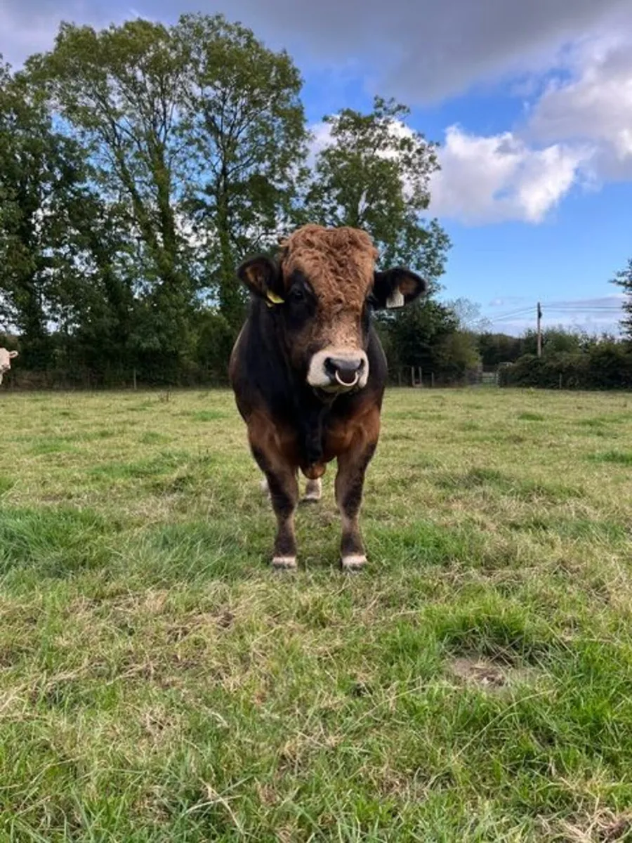 Pedigree Aubrac bull - Image 4