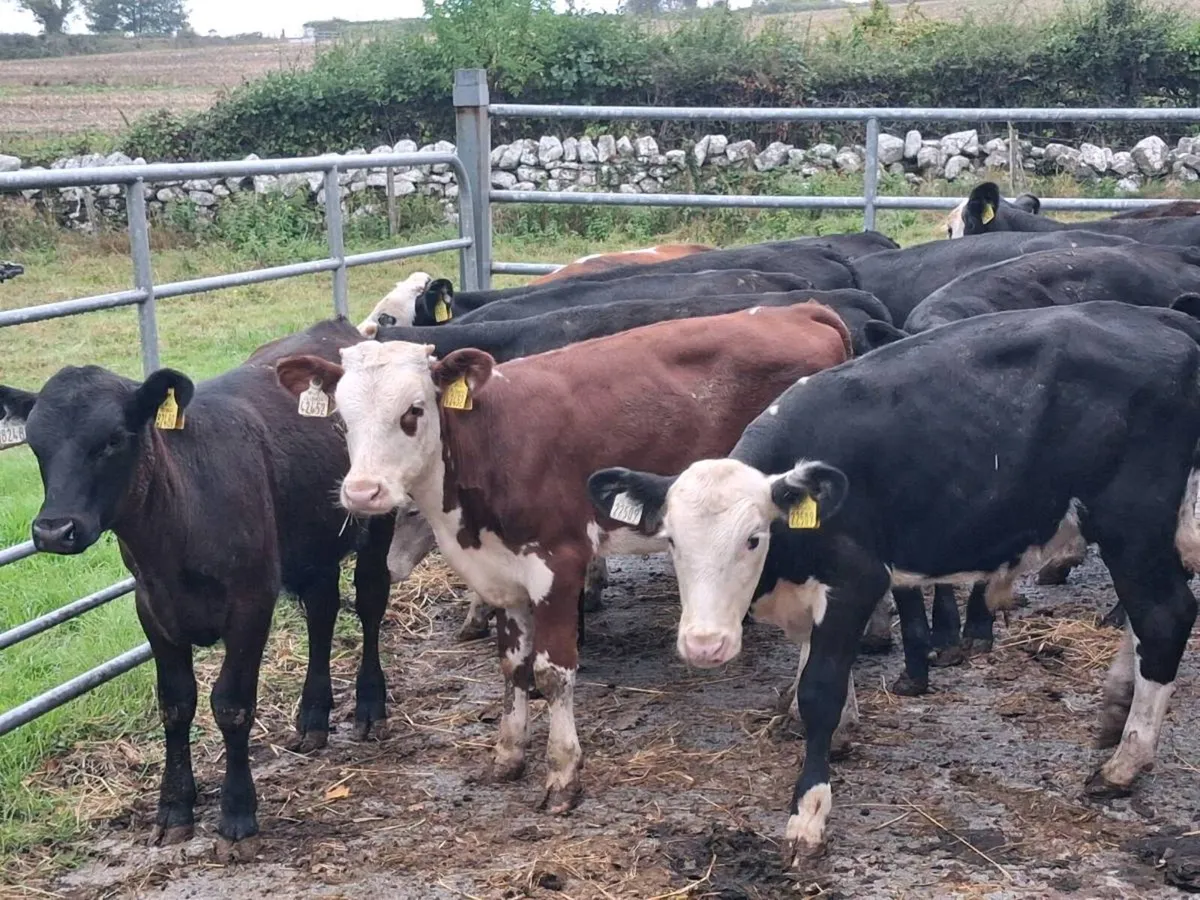 33 BULL WEANLINGS FOR SALE - Image 2