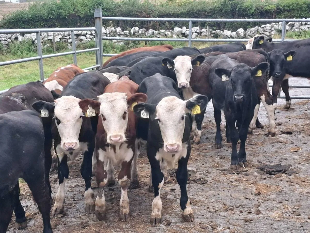 33 BULL WEANLINGS FOR SALE - Image 3