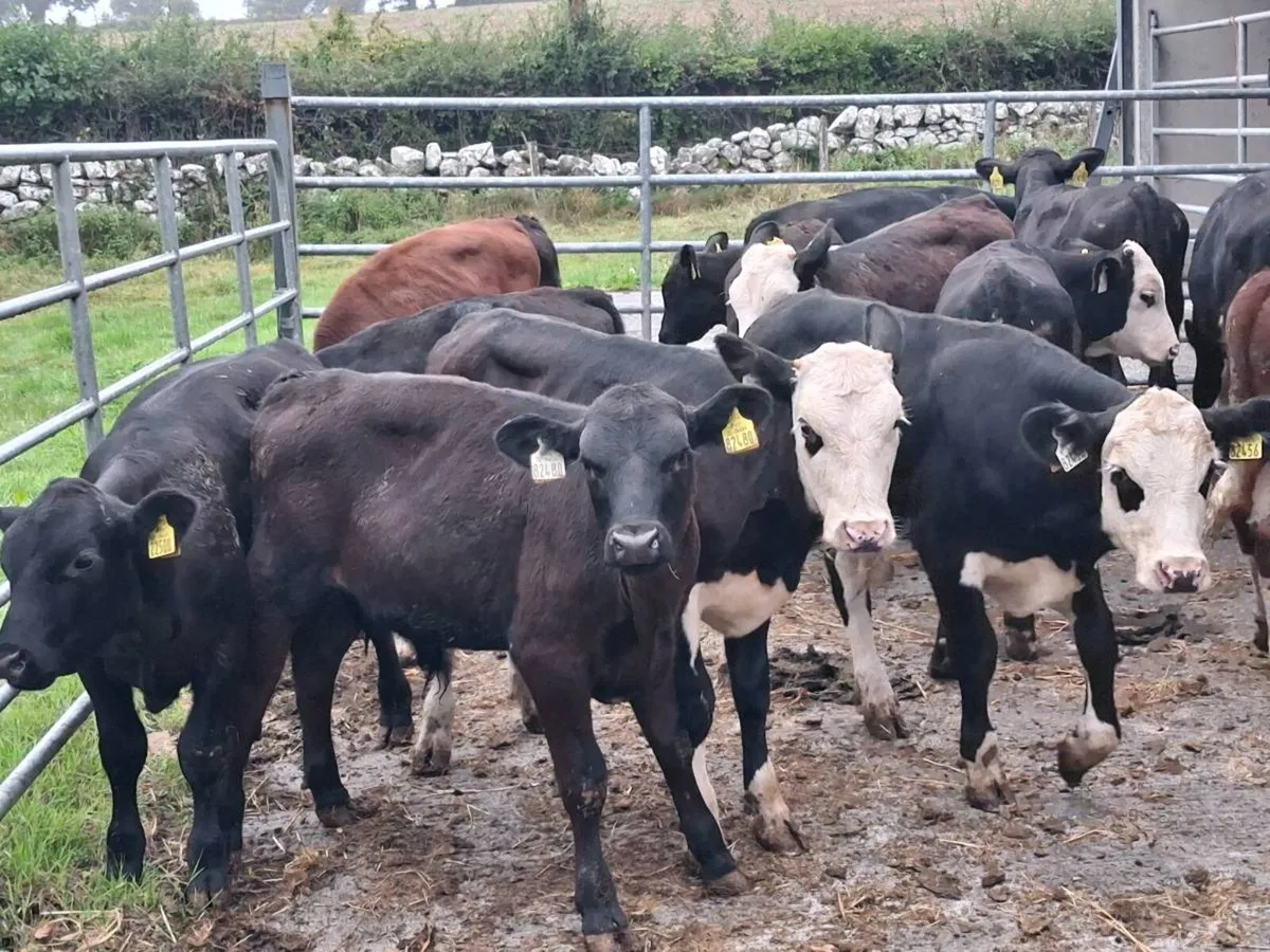 33 BULL WEANLINGS FOR SALE - Image 4